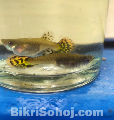 Dambo mijaic guppy